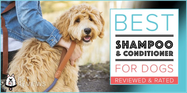 7 Best Dog Shampoos With Our 2023 Budget-Friendly Pick