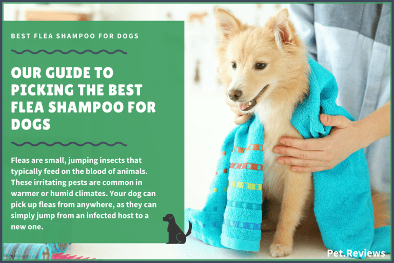 7 Best Flea Shampoos for Dogs With Our 2022 Budget-Friendly Pick