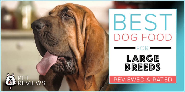 10 Best (Healthiest) Dog Foods for Large Breed Dogs in 2022