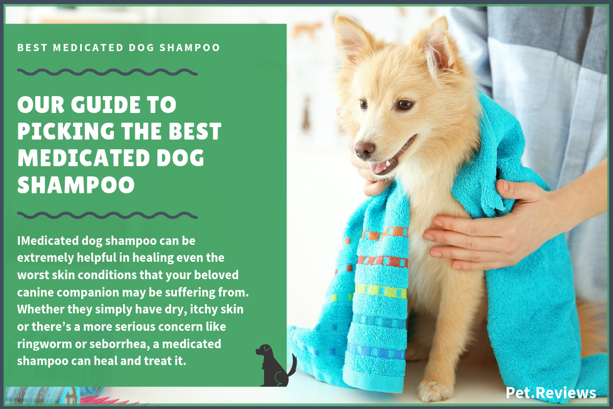 medicated shampoo for itchy dogs