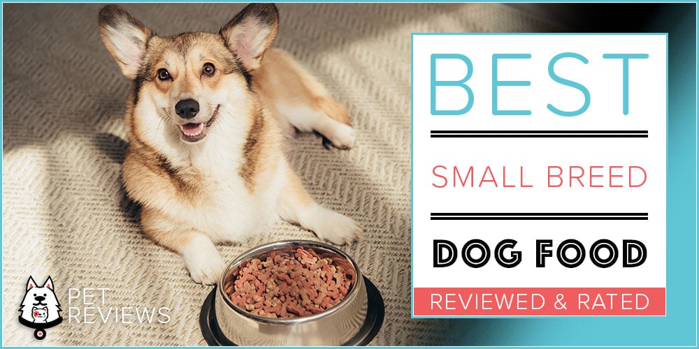 best dry dog food for small dogs