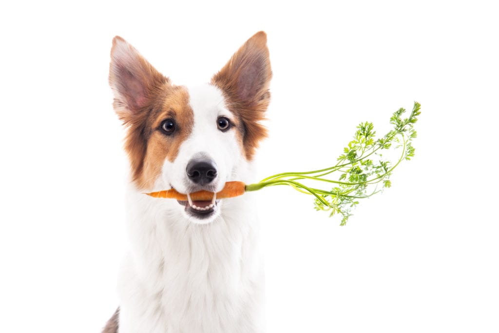 vegan diet for dogs with allergies