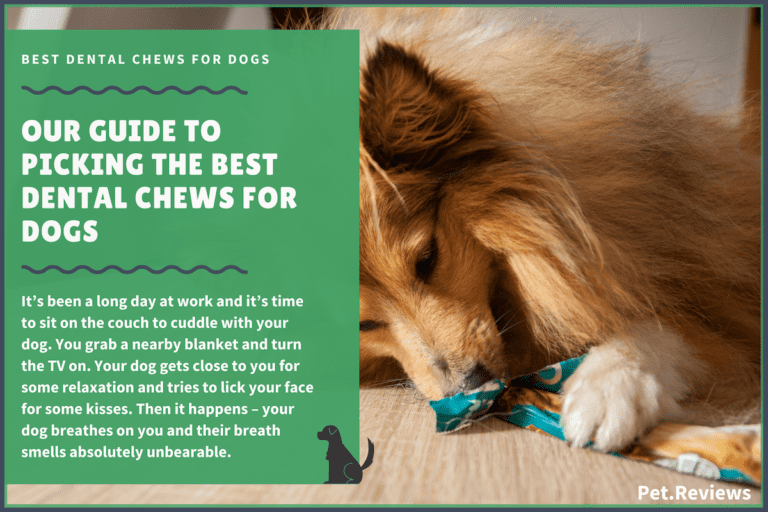 7 Best Dental Chews (Treats) for Dogs Plus a Vet Recommended Pick
