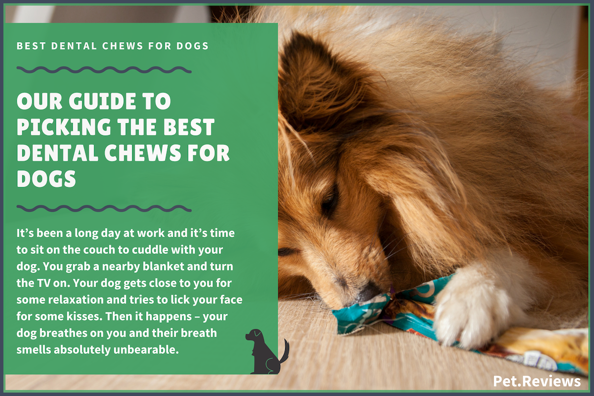 best dog chews for dogs