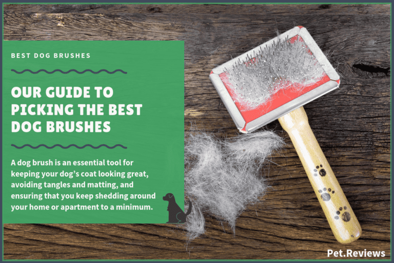 10 Best Dog Brushes: Our Top Rated 2022 Picks