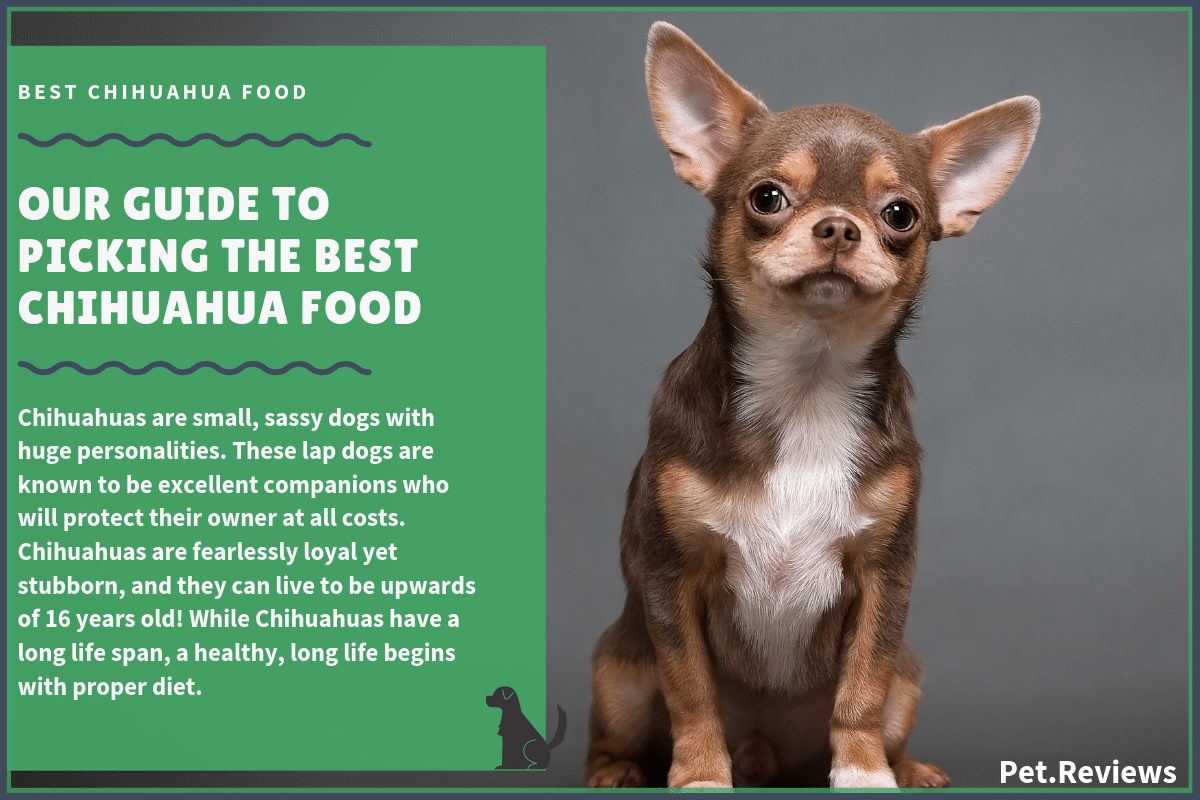 9 Best Dog Foods for a Chihuahua with