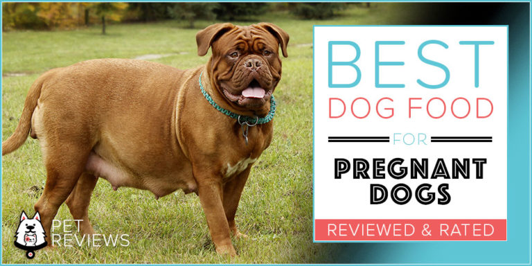 10 Best Dog Foods for Pregnant Dogs: Our 2022 Guide