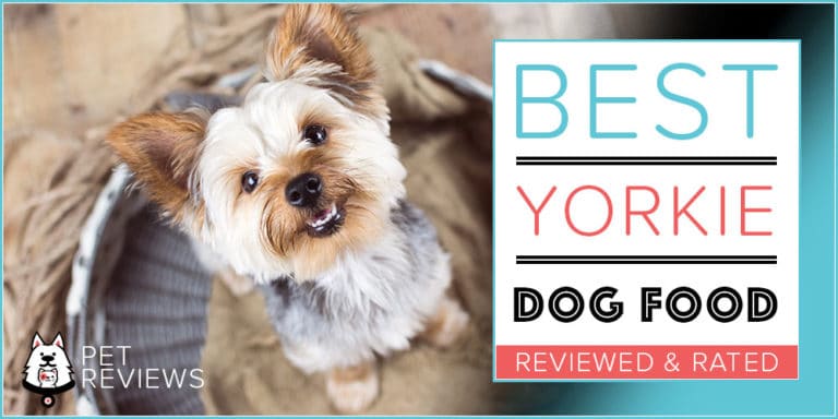 10 Best Yorkie Dog Foods with our 2022 Most Affordable Pick