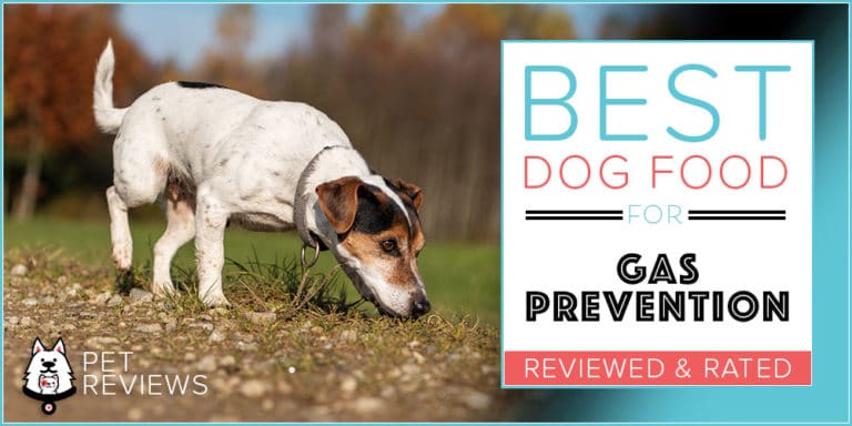 10 Best Dog Foods To Prevent Gas (Flatulence) in 2023