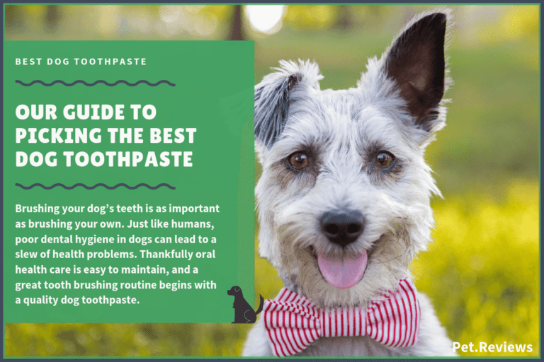 8 Best Dog Toothpastes With Our 2023 Budget-Friendly Pick