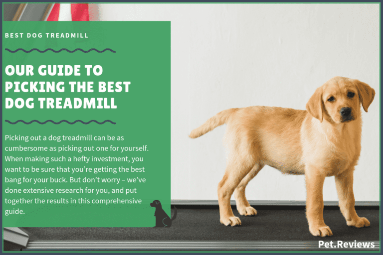 6 Best Dog Treadmills With Our 2023 Budget-Friendly Pick