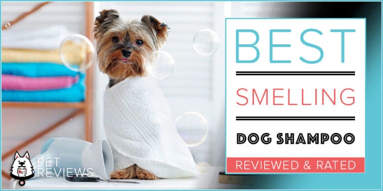 6 Longest Lasting Best Smelling Dog Shampoos in 2022