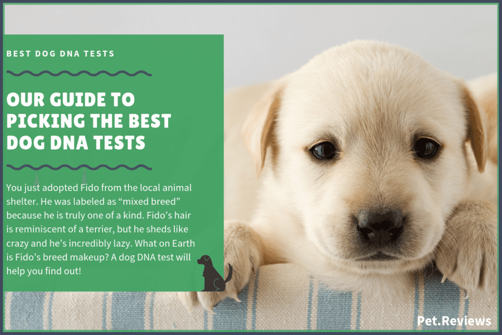 best dog DNA tests