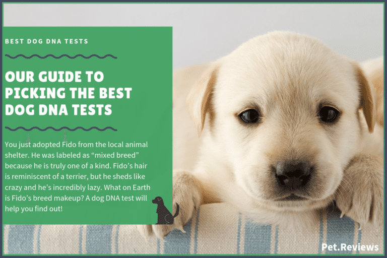 5 Best Dog DNA Tests With Our 2023 Budget-Friendly Pick