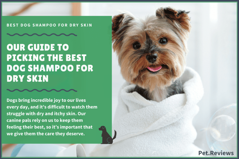7 Best Dog Shampoos for Dry Skin and Dandruff: Our 2022 Picks
