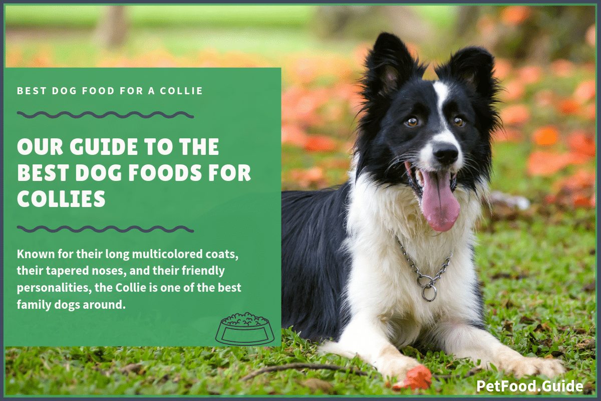The 15 Best Dog Foods for Collies: Our 2020 In-Depth Feeding ...