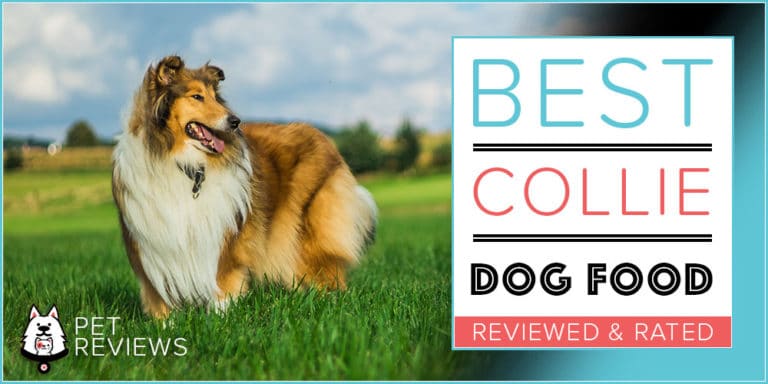 The 15 Best Dog Foods for Collies: Our 2022 In-Depth Feeding Guide