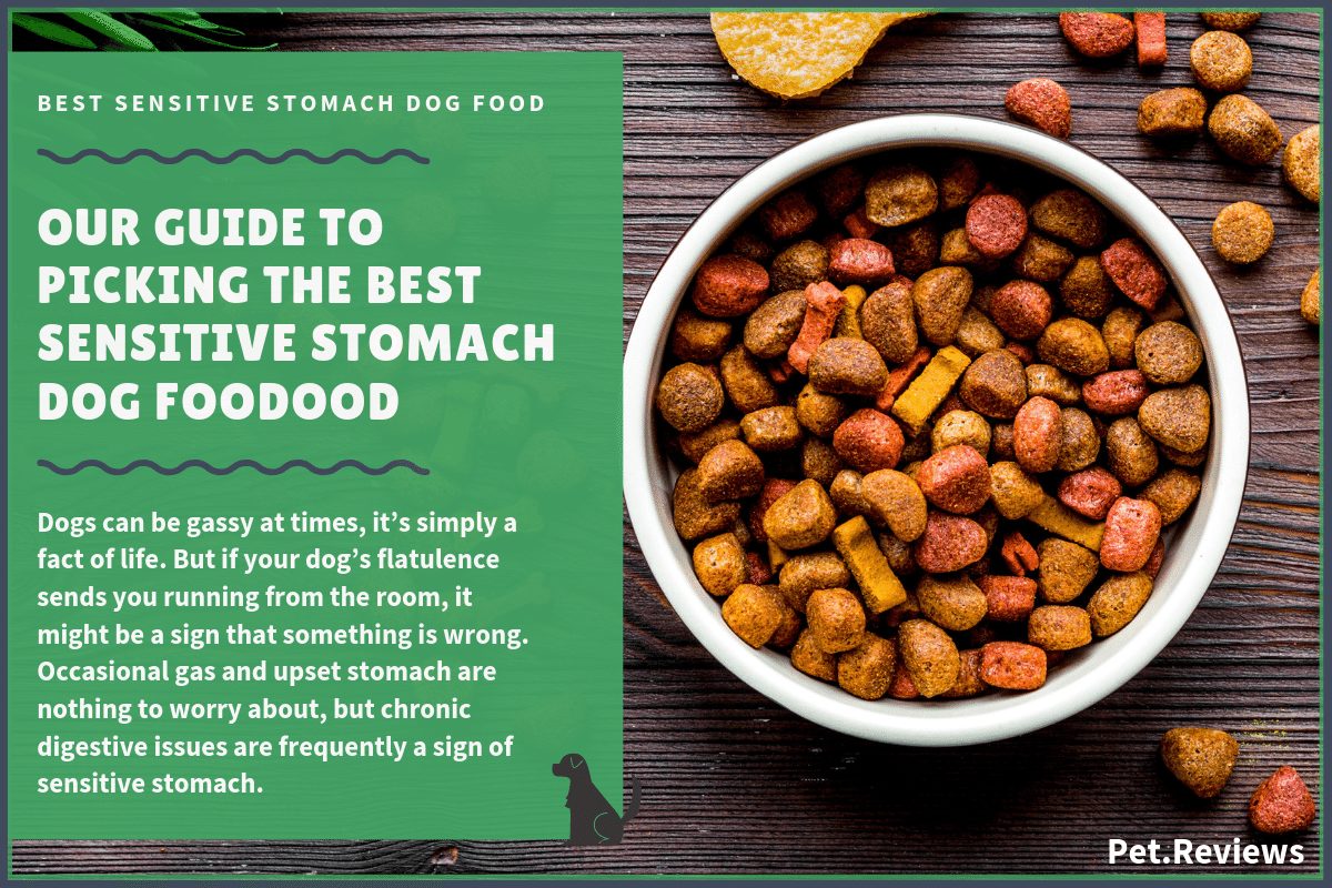 Best Dog Food For Sensitive Stomach & Diarrhea (Canned ...