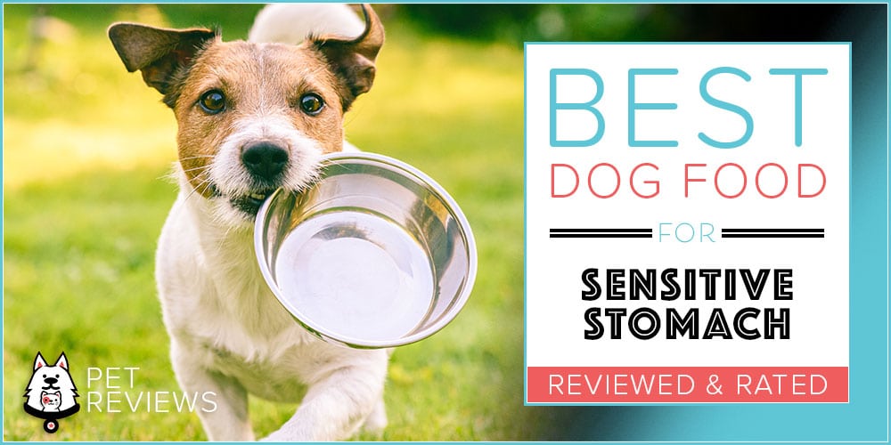 best wet dog food for sensitive stomach and diarrhea