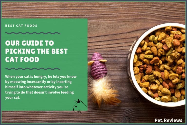 Best Cat Food: Our 2022 Top Rated Healthiest Cat Food Picks