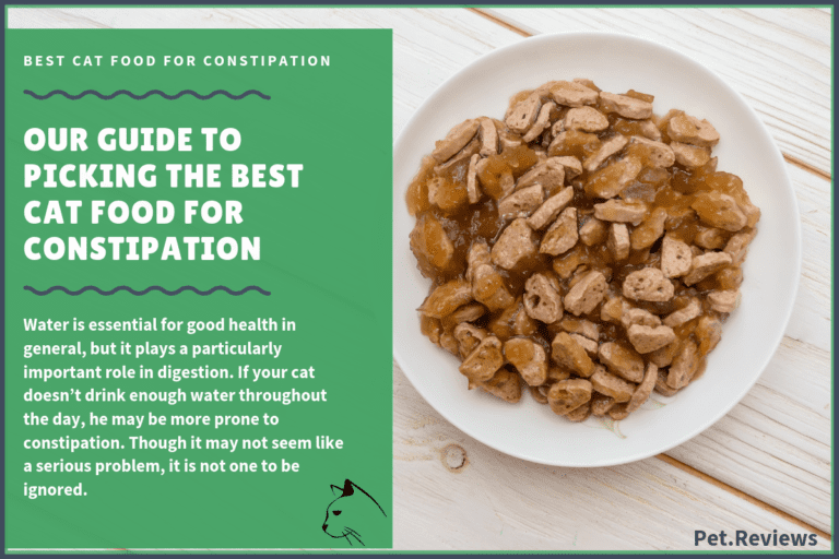 Best Cat Food for Constipation : Top 10 Wet and Dry Recipes in 2023