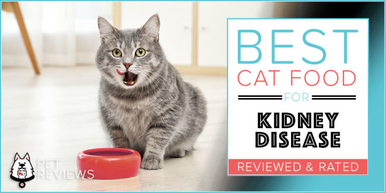 Best Cat Food for Kidney Disease : Top 10 Commercial Options in 2022