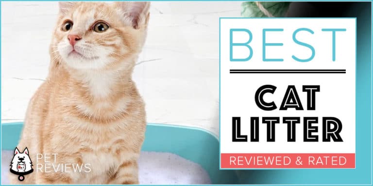 9 Best Cat Litters With Our 2022 Top Rated Budget-Friendly Pick