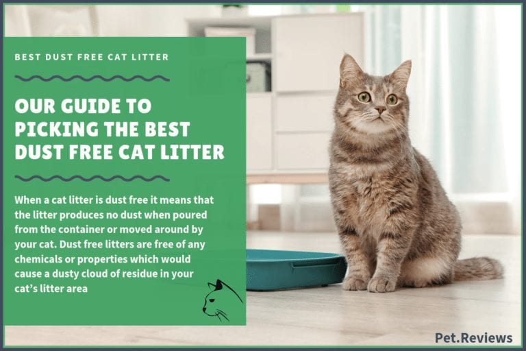7 Best Dust Free Cat Litters With Our 2022 Budget-Friendly Pick
