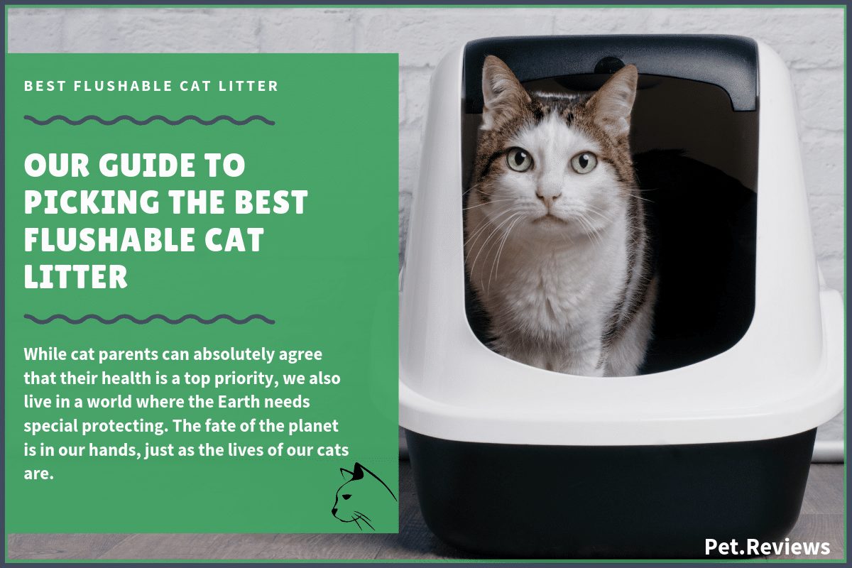 Can You Flush Cat Litter PetsWall