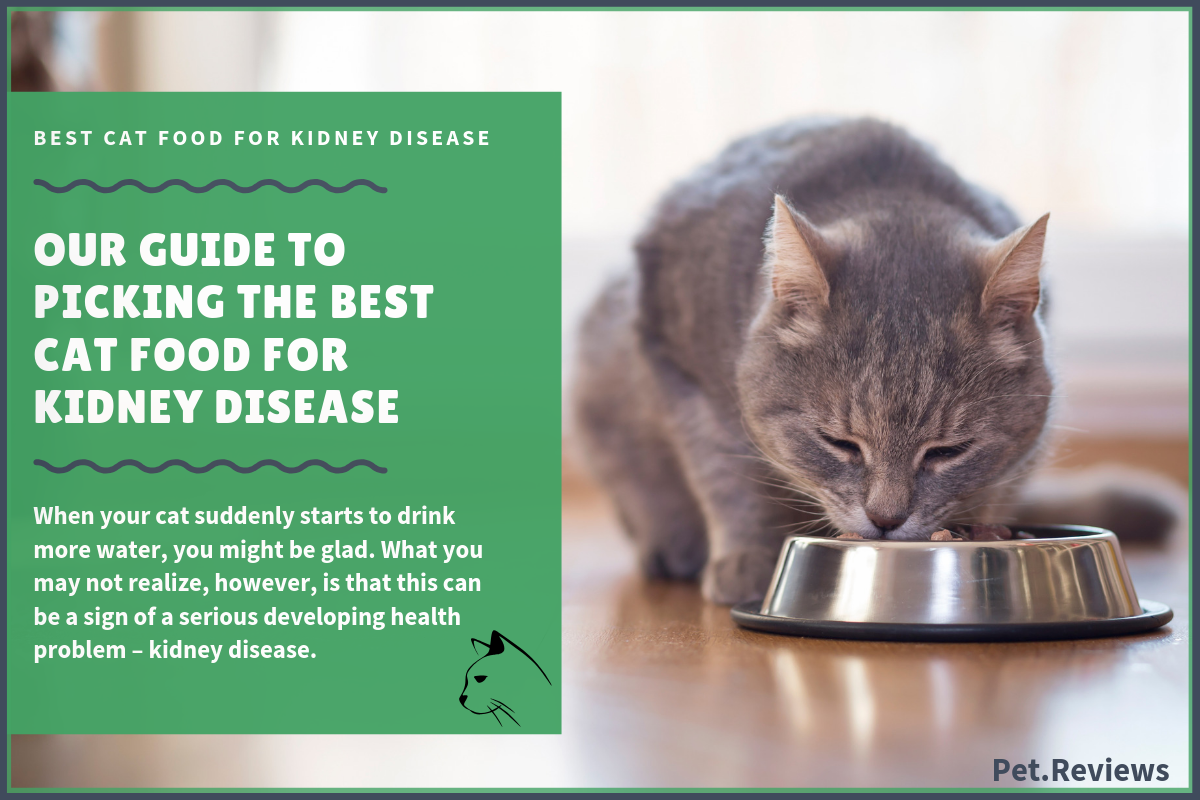 10 Best Commercial Cat Foods for Kidney Disease in 2019