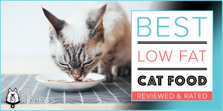 10 Best (Low Calorie) Cat Food for Weight Loss in 2022