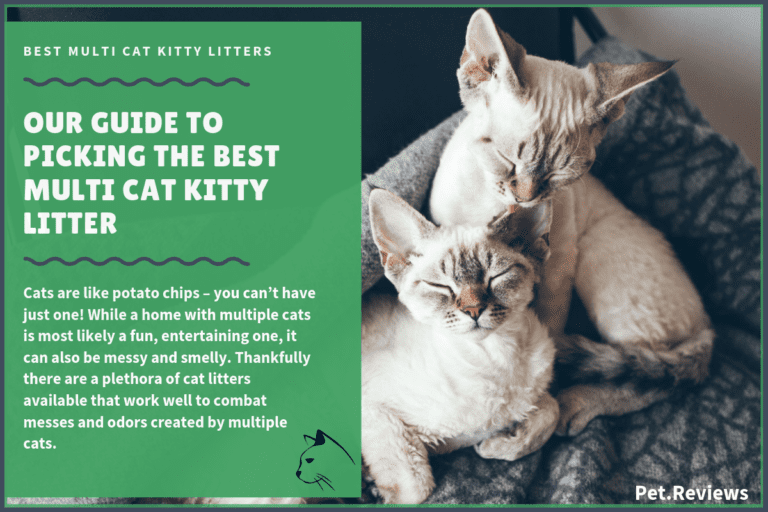 6 Best Cat Litter for Multiple Cats With Our 2022 Budget-Friendly Pick