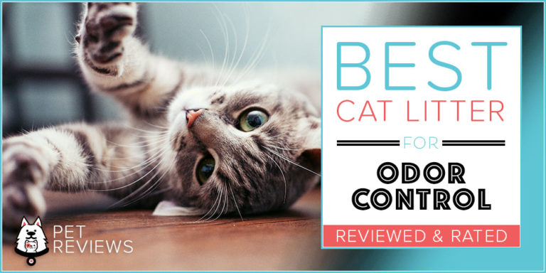 8 Best Cat Litters for Odor Control With Our 2023 Budget-Friendly Pick