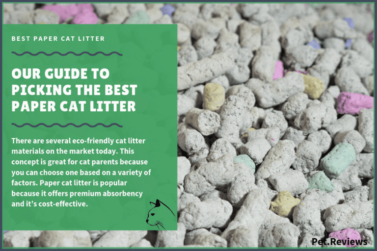 5 Best Paper Cat Litters With Our 2022 Budget-Friendly Pick