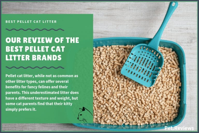 6 Best Pellet Cat Litters With Our 2022 Budget-Friendly Pick