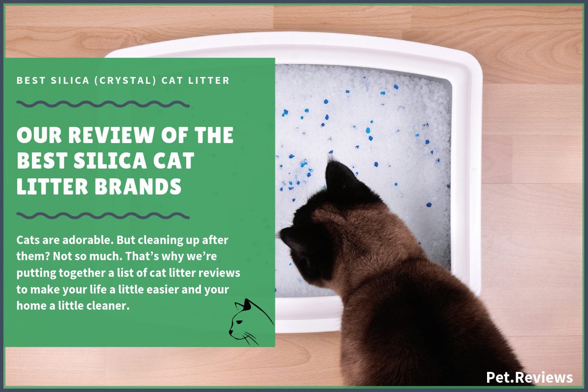 Cat Litter Dangerous To Dogs toxoplasmosis