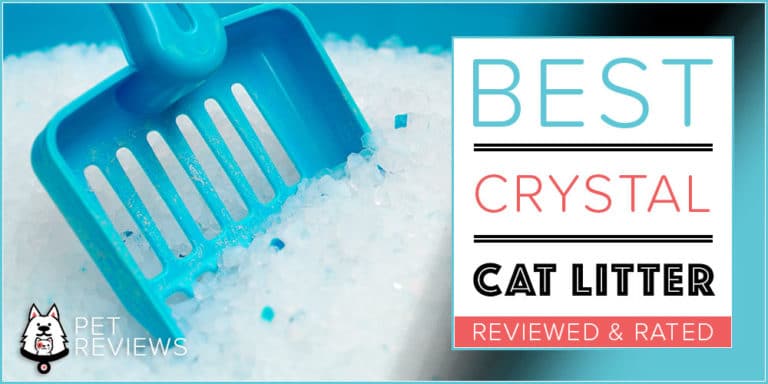 7 Best Silica Crystal Cat Litters With Our 2022 Budget-Friendly Pick