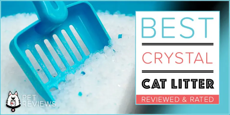 7 Best Silica Crystal Cat Litters With Our 2023 Budget-Friendly Pick