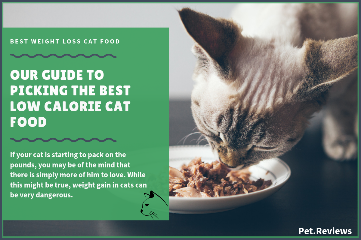 10 Best (Low Calorie) Cat Food for Weight Loss in 2020