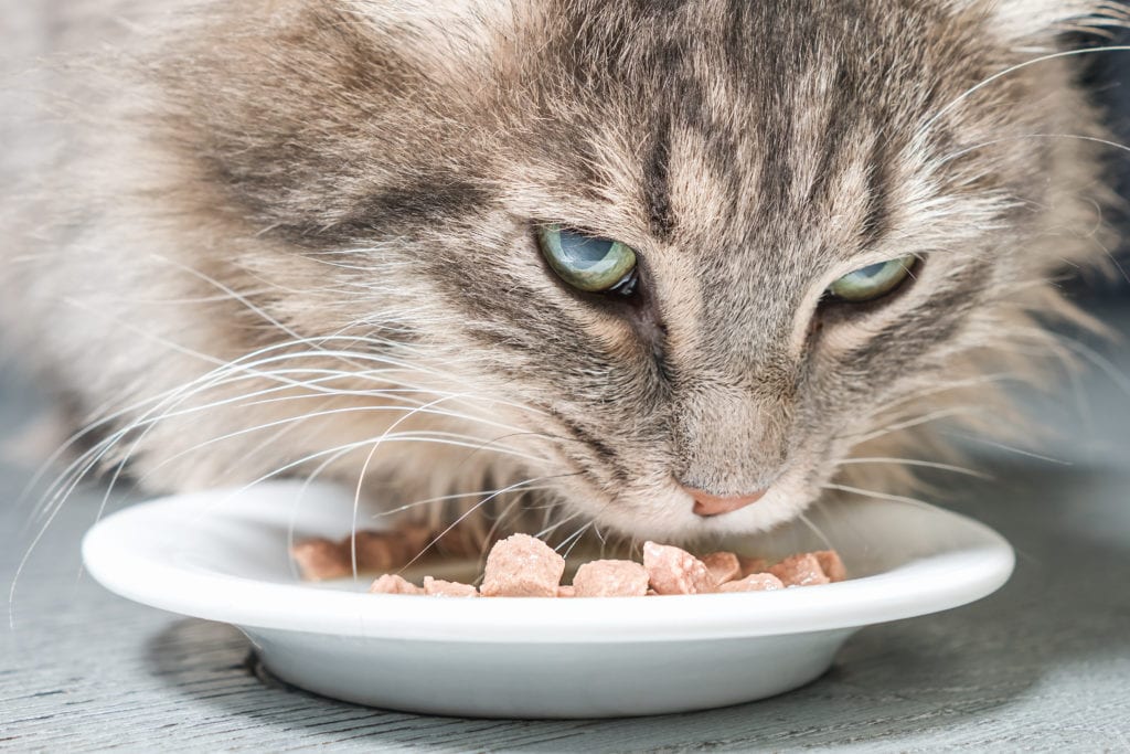 Closeup of cat eating