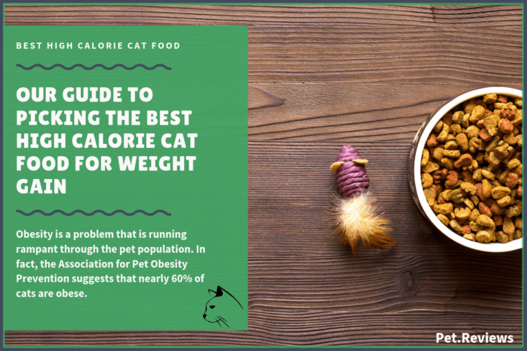 10 Best (High Calorie) Cat Foods for Weight Gain in 2022