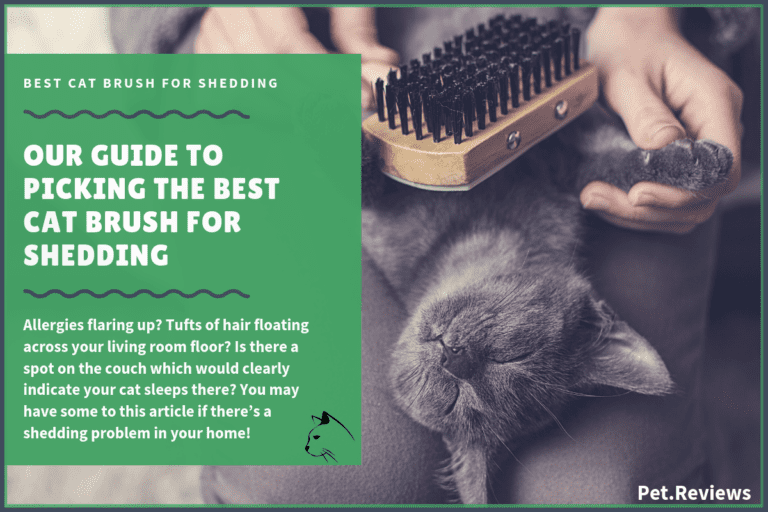 7 Best Cat Shedding Brushes With Our 2022 Budget-Friendly Pick