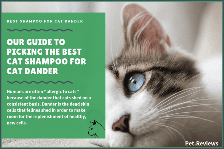7 Best Cat Dander Shampoos With Our 2022 Budget-Friendly Pick