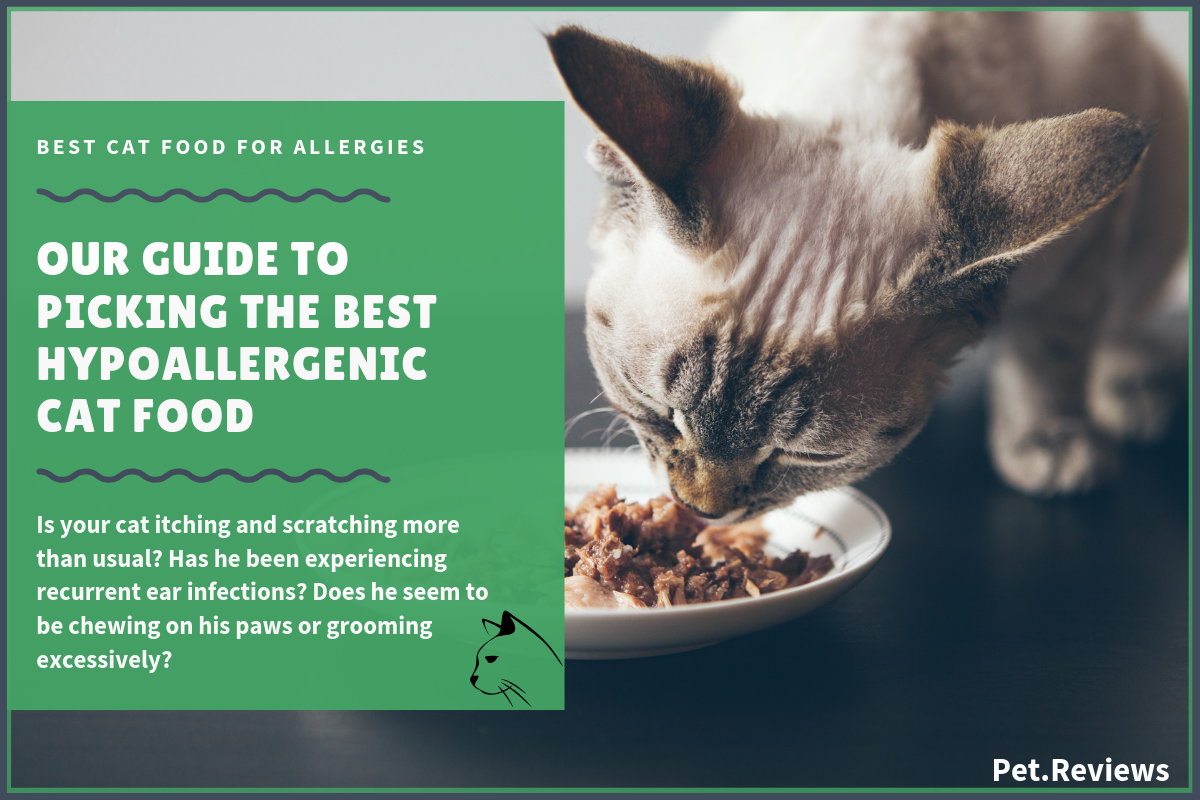 Cat Foods for Cats with Allergies in 2020