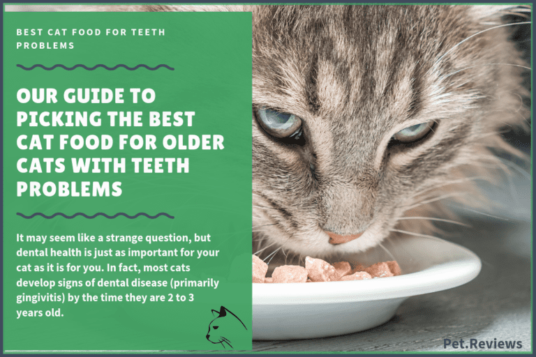 9 Best Cat Foods for Older Cats (Senior Cats) with Bad Teeth Problems