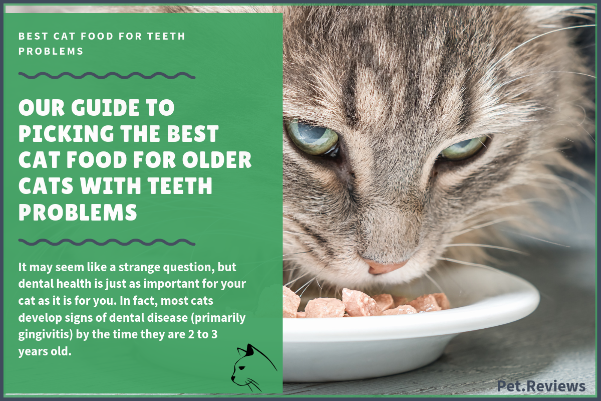 Best Cat Food Our 2019 Top Rated Healthiest Cat Food Picks