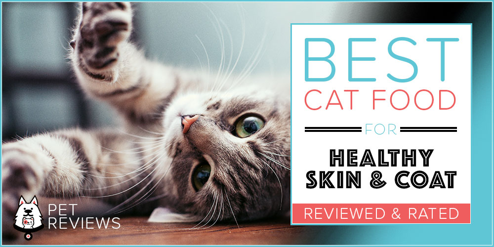 Best Cat Foods for Healthy Skin \u0026 Coat 