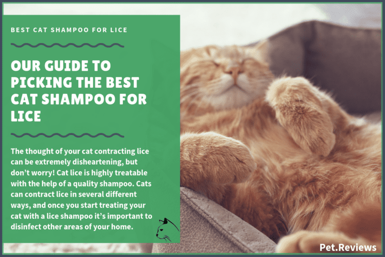 7 Best Cat Lice Shampoos With Our 2022 Budget-Friendly Pick
