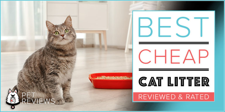 7 Best Cheap Cat Litters: Our 2022 Most Affordable Picks