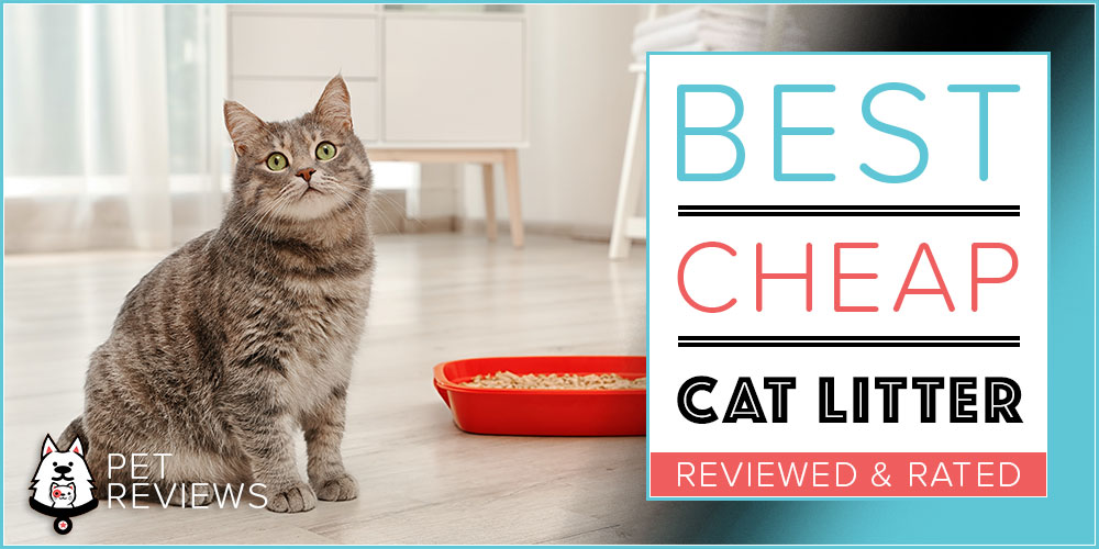 7 Best Cheap Cat Litters: Our 2020 Most 